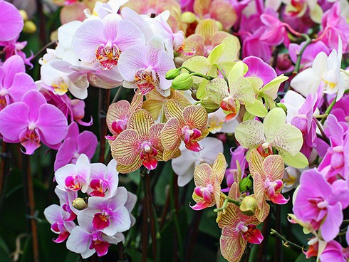 Chọn mua hoa trong ngày 20-10 - ảnh 7