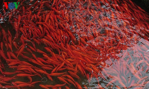 Cúng ông Công, ông Táo: Về làng nuôi cá chép - ảnh 8