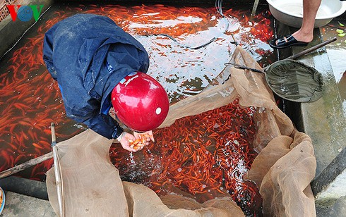 Cúng ông Công, ông Táo: Về làng nuôi cá chép - ảnh 9