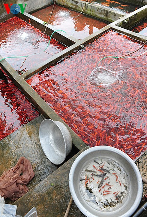 Cúng ông Công, ông Táo: Về làng nuôi cá chép - ảnh 10