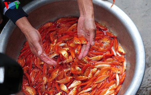 Cúng ông Công, ông Táo: Về làng nuôi cá chép - ảnh 12