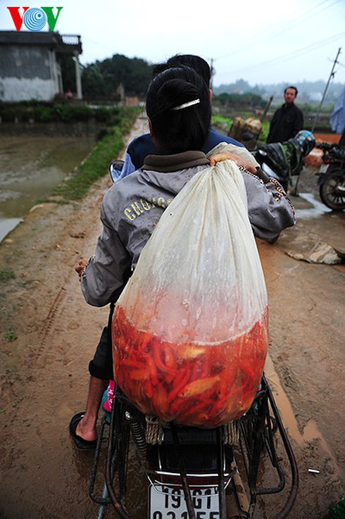 Cúng ông Công, ông Táo: Về làng nuôi cá chép - ảnh 13