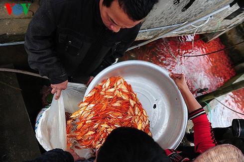 Cúng ông Công, ông Táo: Về làng nuôi cá chép - ảnh 14