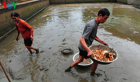 Cúng ông Công, ông Táo: Về làng nuôi cá chép - ảnh 3