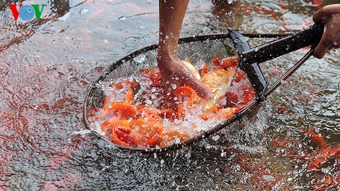 Cúng ông Công, ông Táo: Về làng nuôi cá chép - ảnh 5