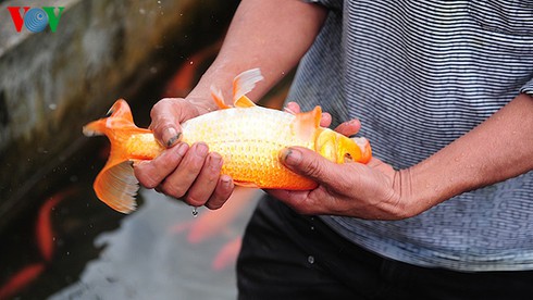 Cúng ông Công, ông Táo: Về làng nuôi cá chép - ảnh 6