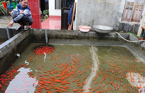 Cúng ông Công, ông Táo: Về làng nuôi cá chép - ảnh 7