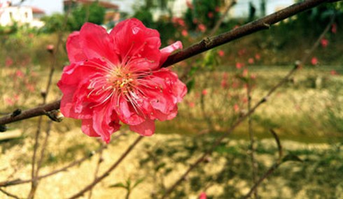 Thời tiết Tết Giáp Ngọ: Miền Bắc, miền Trung nắng - ảnh 1