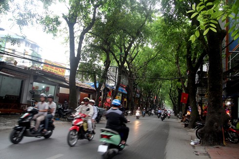 Hà Nội: Hàng loạt cây chờ chực đổ ụp xuống nhà dân - ảnh 2