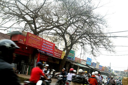 Hà Nội: Hàng loạt cây chờ chực đổ ụp xuống nhà dân - ảnh 3