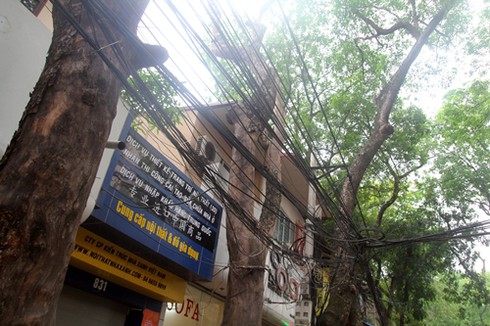 Hà Nội: Hàng loạt cây chờ chực đổ ụp xuống nhà dân - ảnh 5