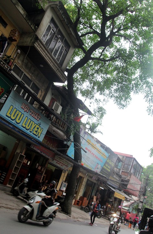 Hà Nội: Hàng loạt cây chờ chực đổ ụp xuống nhà dân - ảnh 6