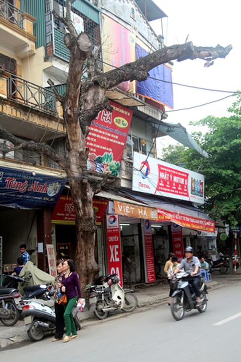 Hà Nội: Hàng loạt cây chờ chực đổ ụp xuống nhà dân - ảnh 7