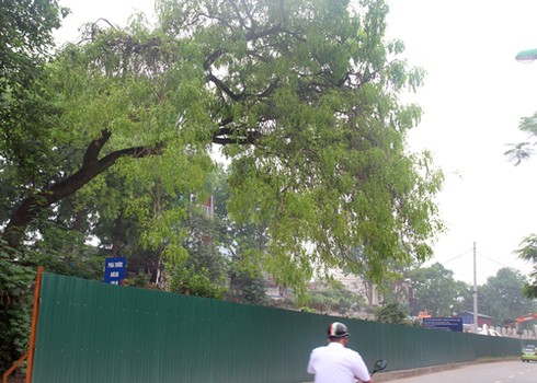 Hà Nội: Hàng loạt cây chờ chực đổ ụp xuống nhà dân - ảnh 8