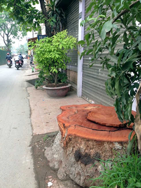 Hà Nội: Hàng loạt cây chờ chực đổ ụp xuống nhà dân - ảnh 9