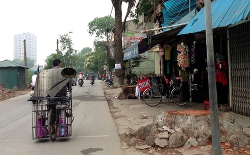 Hà Nội: Hàng loạt cây chờ chực đổ ụp xuống nhà dân - ảnh 10