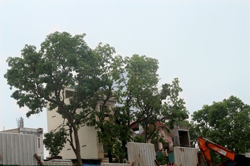 Hà Nội: Hàng loạt cây chờ chực đổ ụp xuống nhà dân - ảnh 11