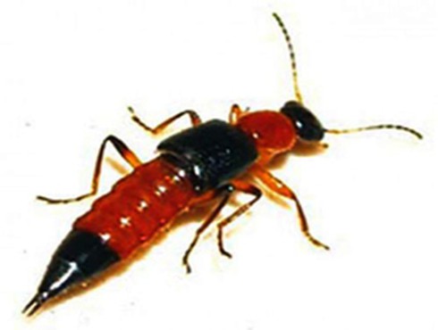 Cách phòng và xử trí khi bị kiến ba khoang đốt - ảnh 1