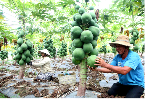 Từ hôm nay (1/12), các hộ nghèo gặp thiên tai được vay vốn bổ sung khôi phục sản xuất - ảnh 1