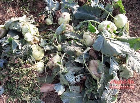 Rớt giá, rau biến thành... rác - ảnh 1