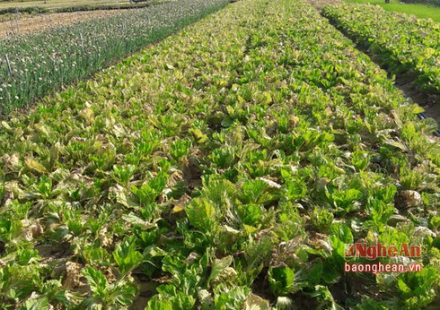 Rớt giá, rau biến thành... rác - ảnh 2