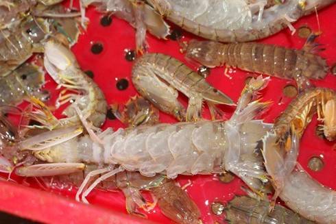 Chớm hè, ngư dân thu tiền triệu mỗi ngày từ bề bề - ảnh 1