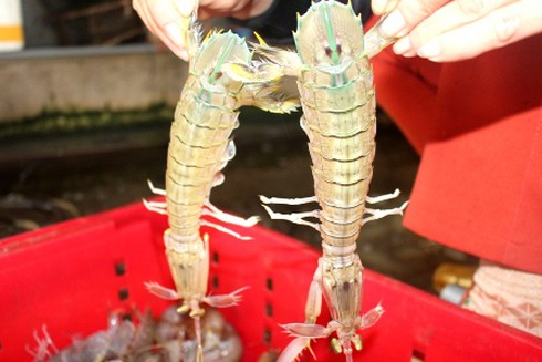 Chớm hè, ngư dân thu tiền triệu mỗi ngày từ bề bề - ảnh 2