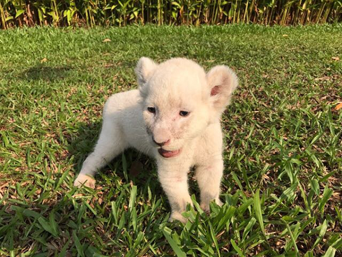 Nhiều “công dân” mới của Vinpearl Safari ra đời - ảnh 2