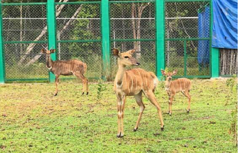 Nhiều “công dân” mới của Vinpearl Safari ra đời - ảnh 4