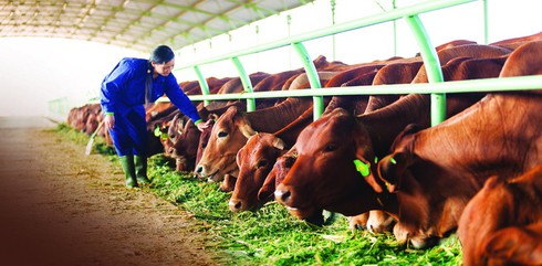 HAGL đăng ký bán 23,3 triệu cổ phiếu của HAGL Agrico - ảnh 1