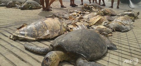 Philippines: Ngư dân Trung Quốc sẽ bị phạt tù đến 20 năm - ảnh 1