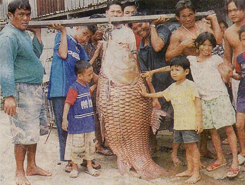 Kỳ thú cảnh câu cá chép Xiêm khổng lồ trên sông Mê Kông - ảnh 1