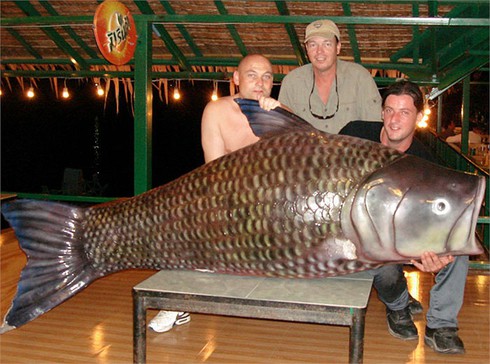 Kỳ thú cảnh câu cá chép Xiêm khổng lồ trên sông Mê Kông - ảnh 10