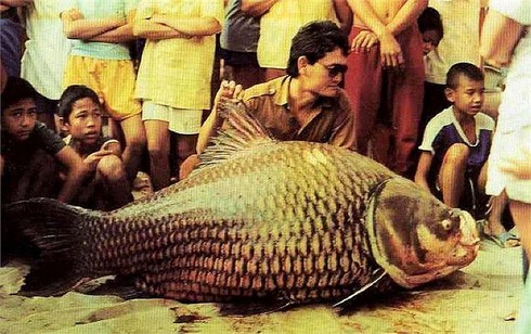 Kỳ thú cảnh câu cá chép Xiêm khổng lồ trên sông Mê Kông - ảnh 12