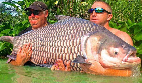 Kỳ thú cảnh câu cá chép Xiêm khổng lồ trên sông Mê Kông - ảnh 13
