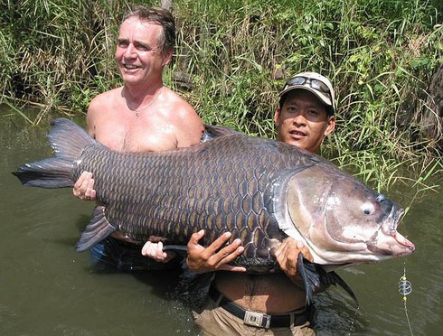 Kỳ thú cảnh câu cá chép Xiêm khổng lồ trên sông Mê Kông - ảnh 15