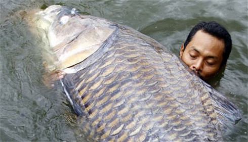Kỳ thú cảnh câu cá chép Xiêm khổng lồ trên sông Mê Kông - ảnh 16
