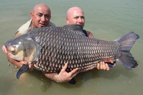 Kỳ thú cảnh câu cá chép Xiêm khổng lồ trên sông Mê Kông - ảnh 17