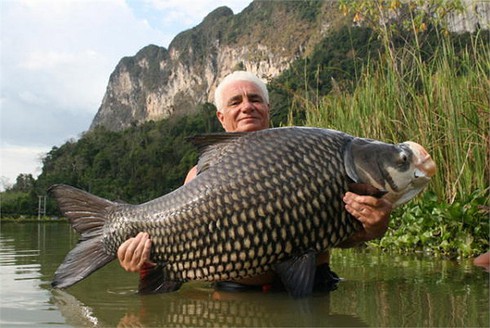 Kỳ thú cảnh câu cá chép Xiêm khổng lồ trên sông Mê Kông - ảnh 2