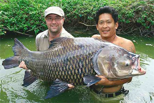 Kỳ thú cảnh câu cá chép Xiêm khổng lồ trên sông Mê Kông - ảnh 3