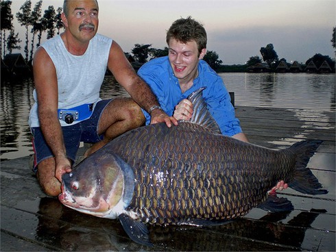 Kỳ thú cảnh câu cá chép Xiêm khổng lồ trên sông Mê Kông - ảnh 7