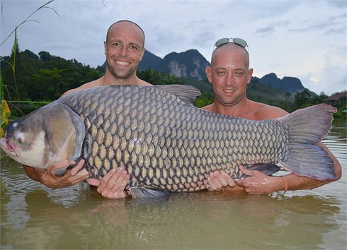 Kỳ thú cảnh câu cá chép Xiêm khổng lồ trên sông Mê Kông - ảnh 8