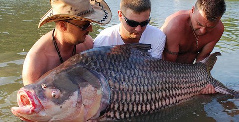 Kỳ thú cảnh câu cá chép Xiêm khổng lồ trên sông Mê Kông - ảnh 9