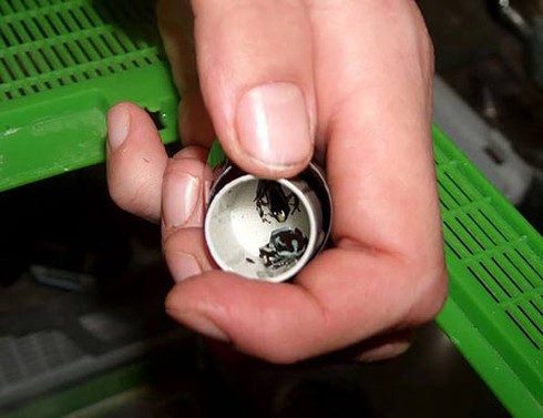 Những thủ đoạn buôn lậu quái đản nhất thế giới - ảnh 8