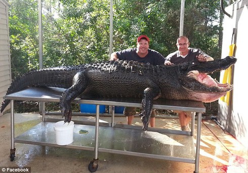 Tay không bắt cá sấu khổng lồ nặng 350kg - ảnh 1