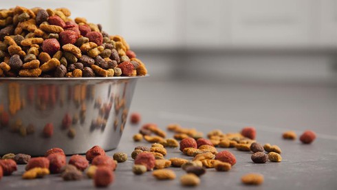 Khỏe hơn nhờ ăn thức ăn của chó - ảnh 1