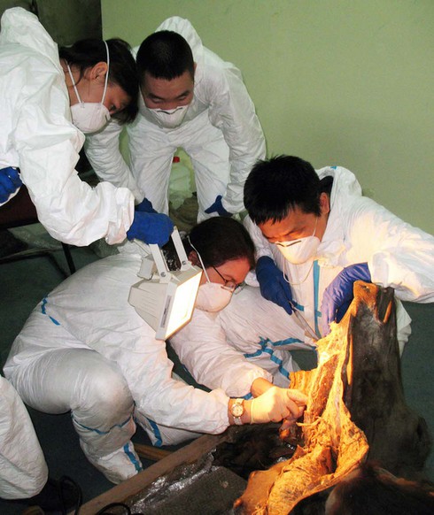 Xác bò rừng gần như nguyên vẹn sau 9.000 năm vùi dưới băng - ảnh 3