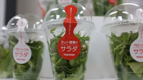 Các ông lớn công nghệ Nhật Bản rủ nhau trồng rau sạch - ảnh 2