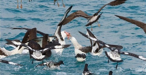 Chim hải âu có thể bay từ Hà Nội tới New York mà không cần nghỉ - ảnh 3