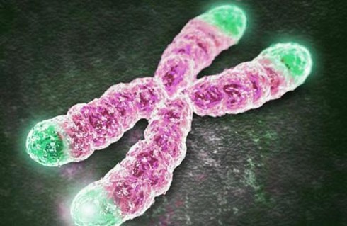Tăng độ dài của telomere để cải lão hoàn đồng - ảnh 1